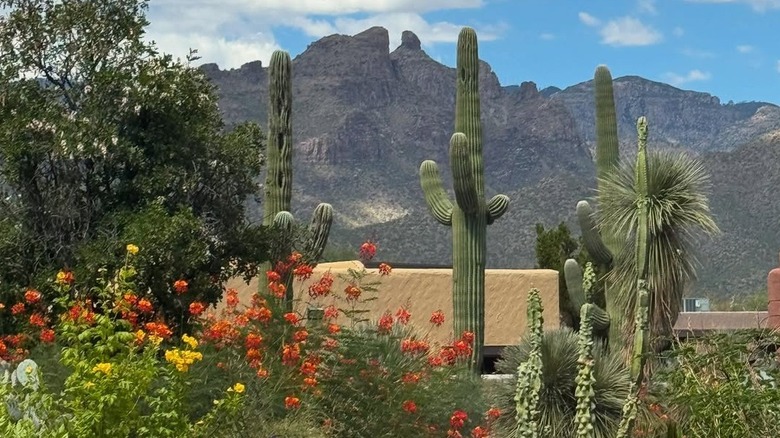 Cacti at the Canyon Ranch, with mountains in the background