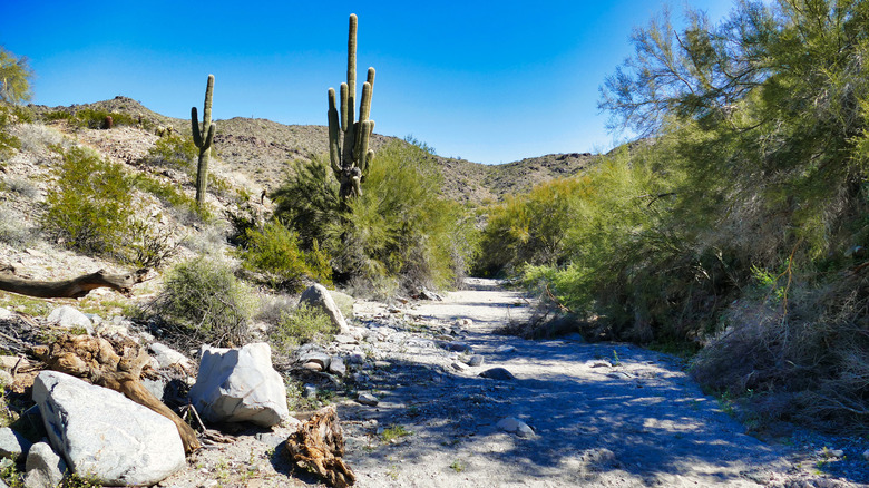 A desert trail in Skyline Regional Park