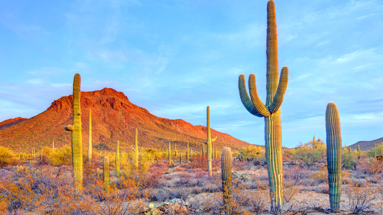 Saguaros and desert landscapes at Tucson Mountain Park in Arizona