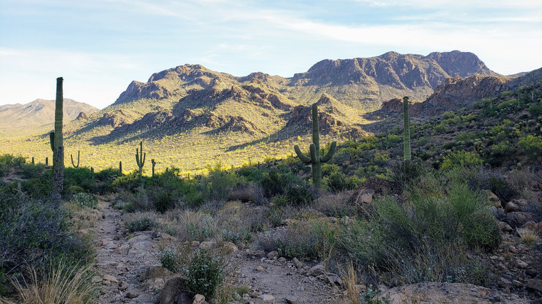 Saguaro and desert flora at Tucson Mountain Park on a sunny day in Arizona