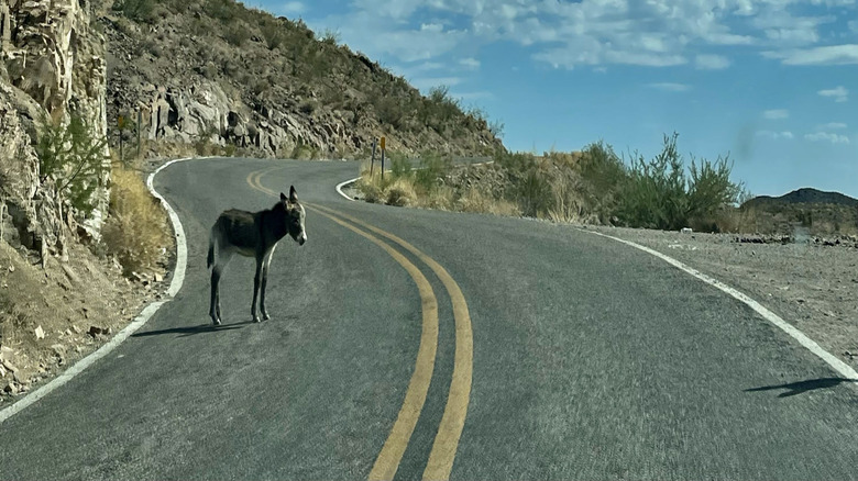 Sitgreaves Pass in Arizona, with a burro in frame