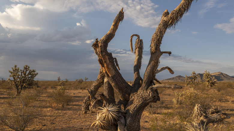 A desert landscape in Arizona's Mohave county area