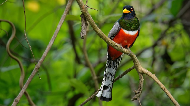 An Elegant Trogon sitting in a tree