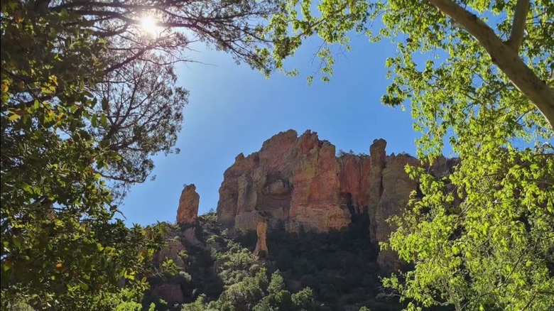 Cliffs viewed through a riparian forest in Cave Creek Canyon