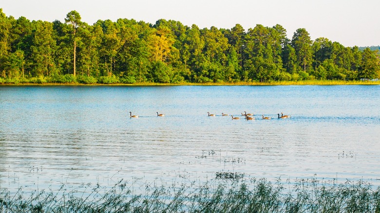 Ducks on DeGray Lake