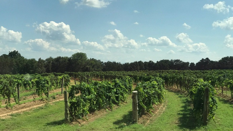 Vineyards in Wiederkehr Village
