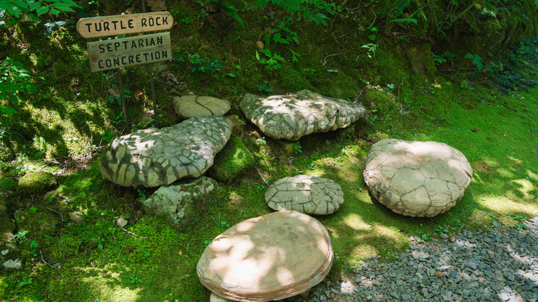 green grass covered by five big rocks with wooden signs and green trees