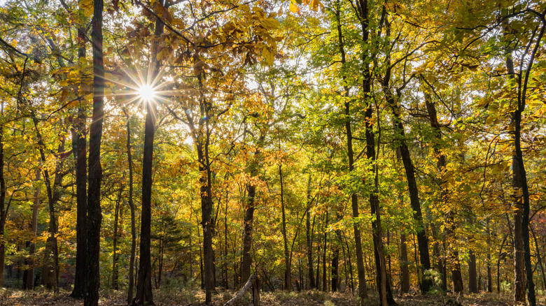Fall colors of Hobbs State Park-Conservation Area in Arkansas