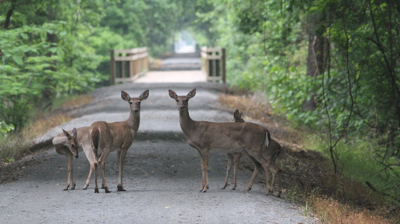 Deer on the trail in the Delta Heritage Trail State Park in Arkansas