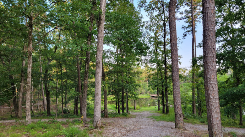Forest trail through Ouachita National Forest.