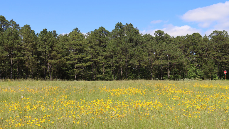 Yellow wildflowers at Queen Wilhelmina State Park
