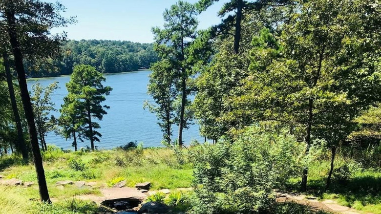 Trees around Lake Hamilton