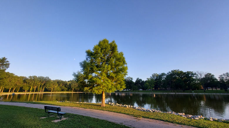 Tree and bench by the water at Arnold City Park