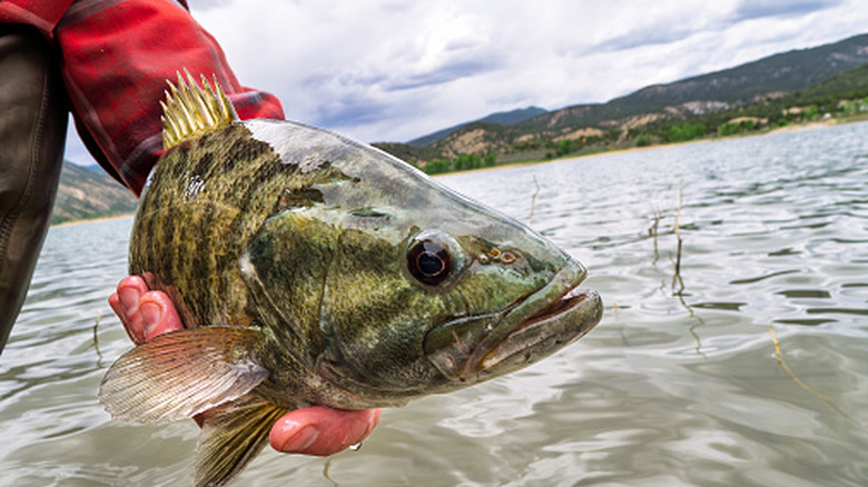 An angler holds up a smallmouth bass