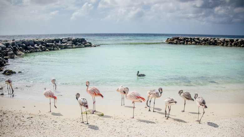 Flamingos on the beach in Aruba