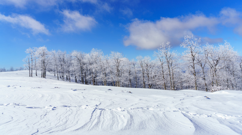 Meadow covered in snow on Bearwallow Mountain, North Carolina