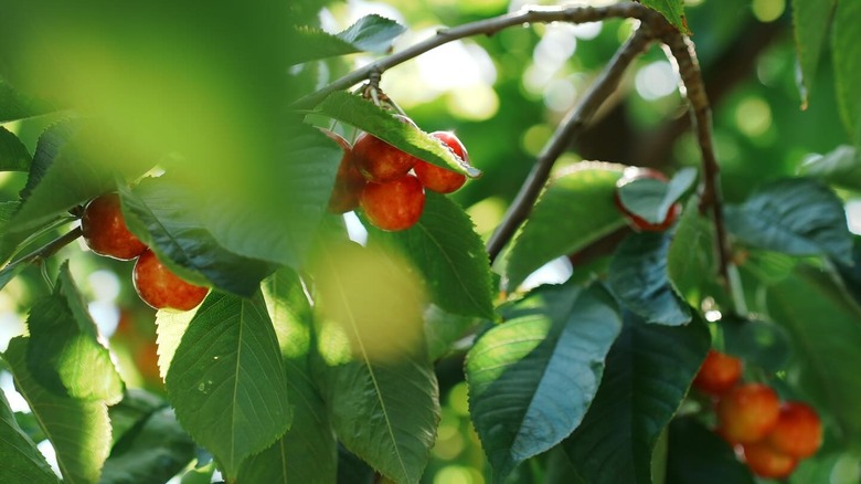 Cherries growing on a tree at R&J U-Pick Cherries in Washington