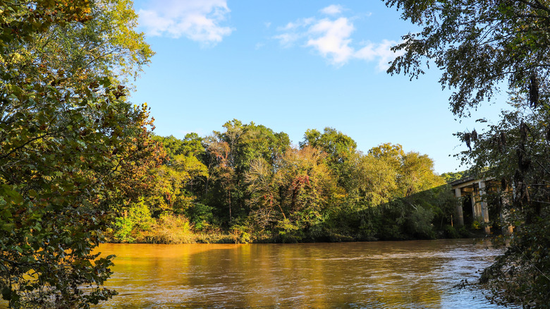 The Chattahoochee River flowing past trees in the Chattahoochee River National Recreation Area