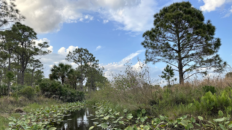 Trees surrounding a pond at Atlantic Ridge Preserve State Park