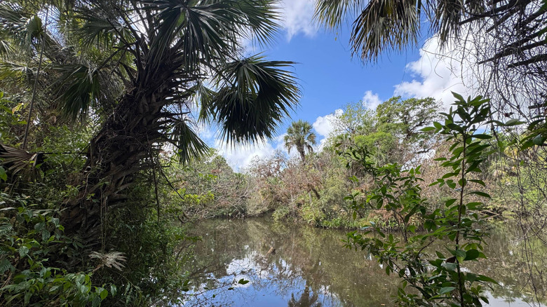 Wetlands with overgrown vegetation and cabbage palms at Atlantic Ridge Preserve in Florida