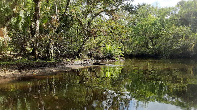 An alligator sneaks into the green-black reflective waters of Atlantic Ridge Preserve in Florida from a shore lined with thick vegetation