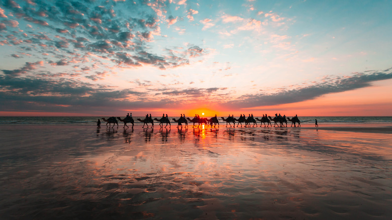 Red beaches, sunsets, and camels in Broome, Australia