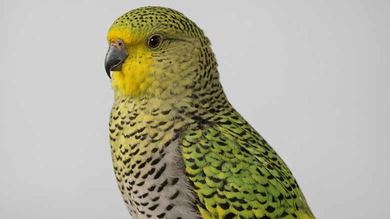 A rare yellow, green, and black Night Parrot