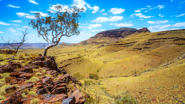 Yellow rolling plains on Mount Bruce in Karijini National Park