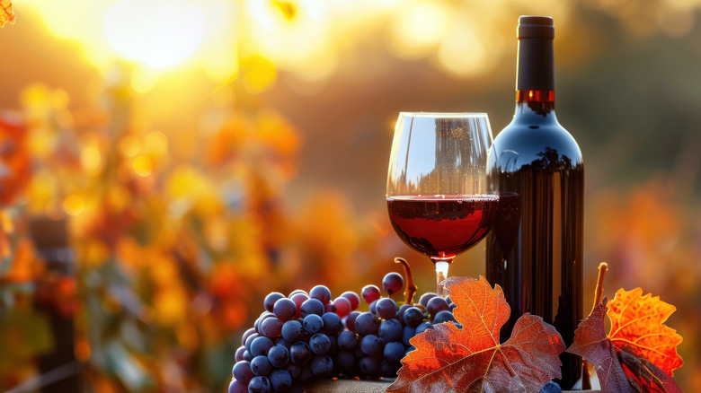 Bottle of red wine with grapes and glass at sunset in fall