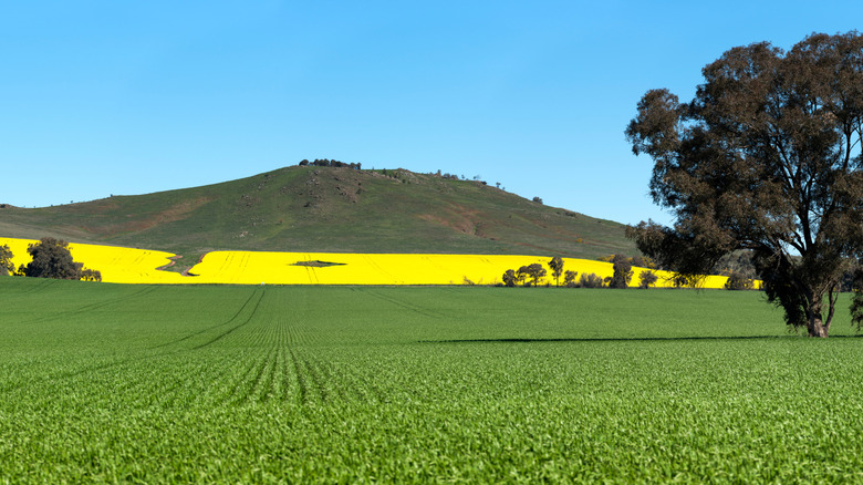 Canola field in spring near Dookie, Victoria