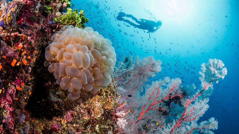 Diver in Raja Ampat