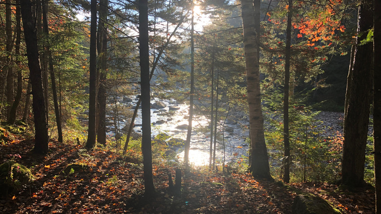 Sunlight streaming through trees near brook along Northville-Placid Trail in New York