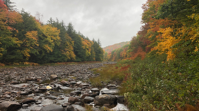 Riverbed surrounded by fall trees along Northville-Placid Trail, New York