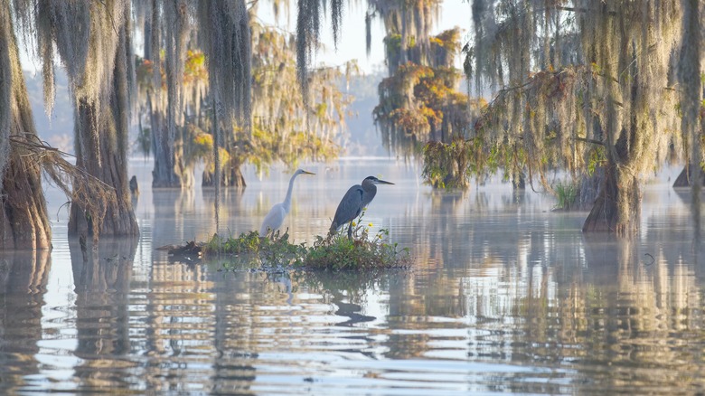 Swamps of Caddo Lake
