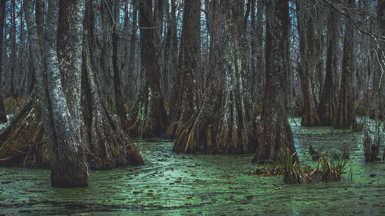 Swamp shallows of Lake Martin