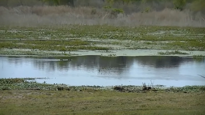 Birds on Orange Lake
