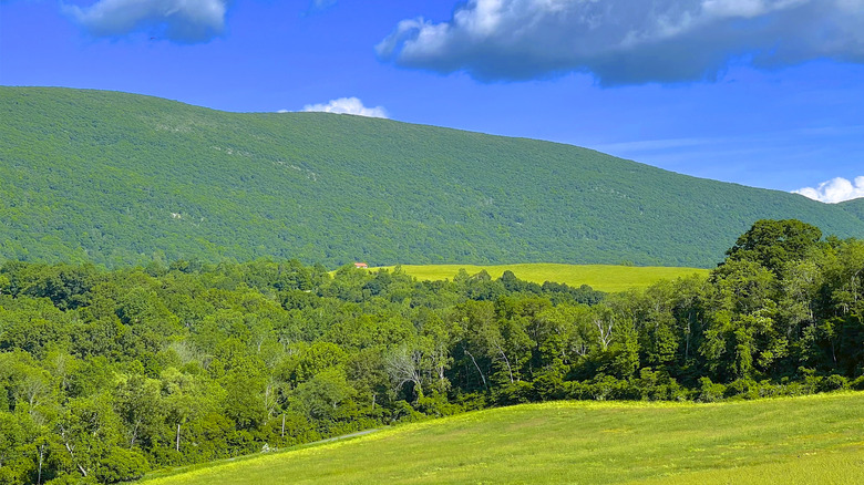 View of lush foliage, trees, and fields in springtime at intersection of three states with Taconic Mountains in distance, seen from Ancram, Columbia County, New York, USA