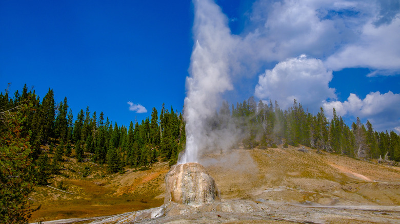 Lone Star Geyser erupting in Yellowstone National Park