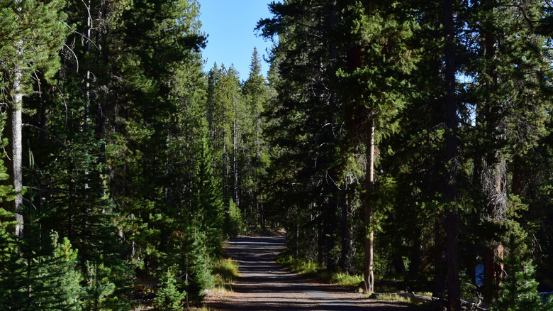 The Lone Star Geyser Trail, Yellowstone National Park