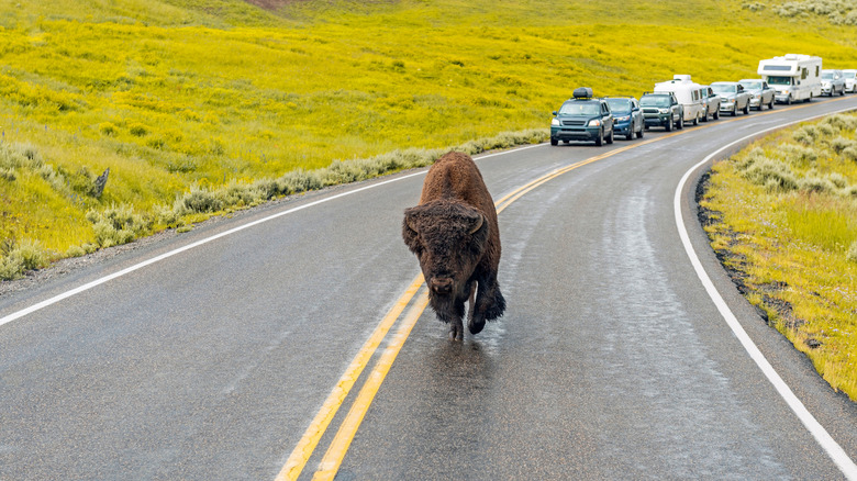 A bison causing a traffic jam in Yellowstone National Park