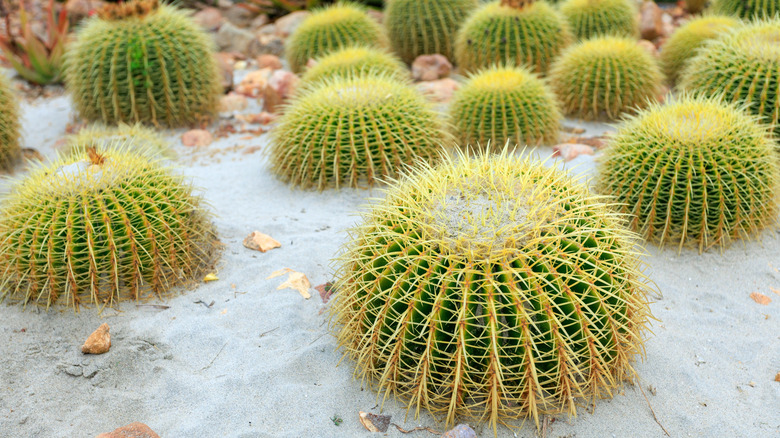 Fishhook barrel cactus plants