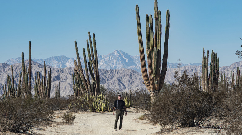 A woman stands in a desert among cactus