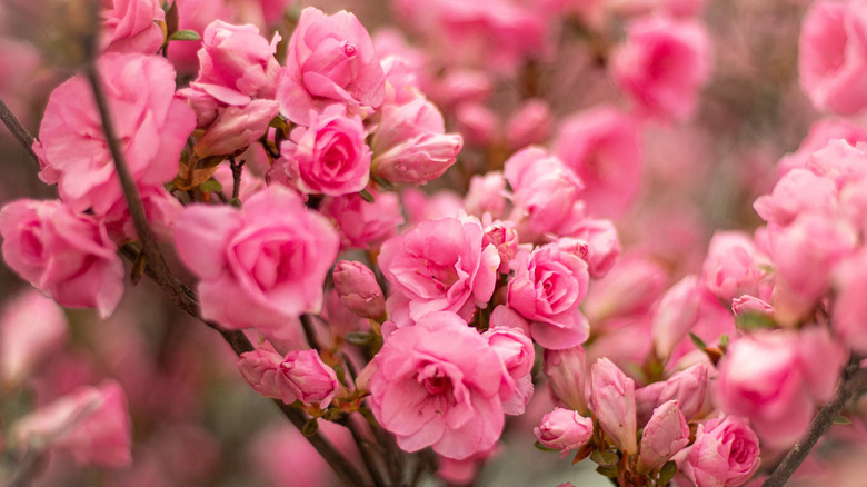 A close-up of flowers at Azalea Path, Indiana