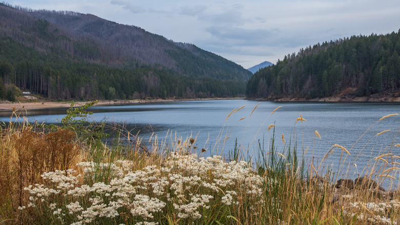 Wildflowers in the foreground at Detroit Lake, Oregon