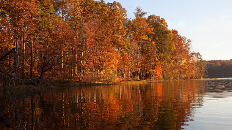 Trees with colorful orange and yellow leaves next to Badin Lake in North Carolina