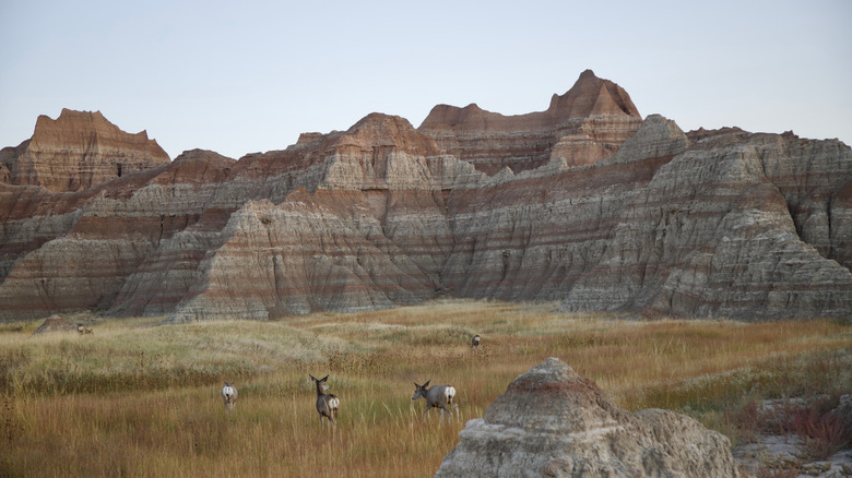 Four deer grazing in front of jagged rock formations at Badlands National Park, in South Dakota.