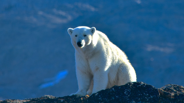 Polar bear on the coast of Baffin Island