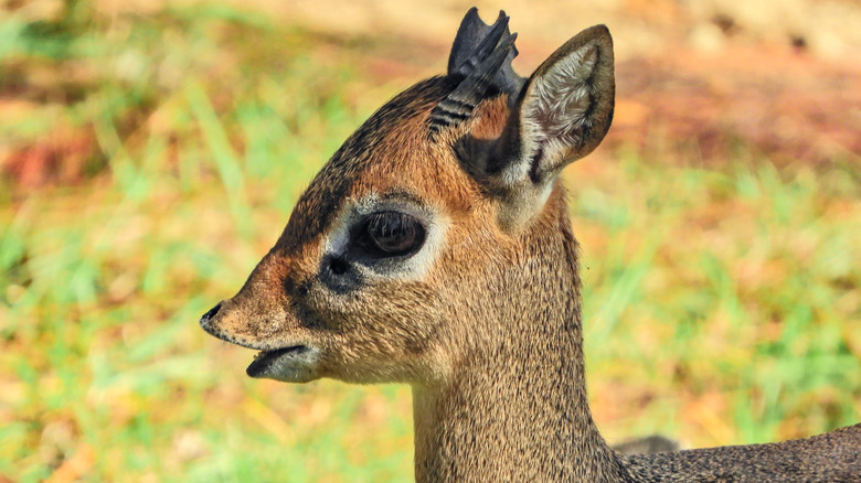 A Kirk's Dik-dik at the Baton Rouge Zoo
