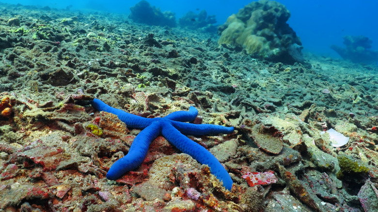 Blue starfish in the ocean near Bali