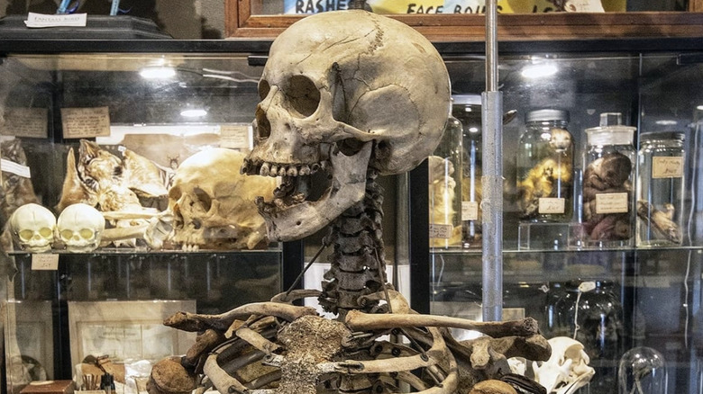 Skeleton in Bazaar in Baltimore, Maryland